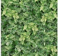 Gạch lát nền Đồng Tâm 4040GREENERY001