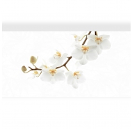 Gạch Ceramic men bóng viên điểm ốp tường Đồng Tâm mã gạch D4080ORCHID001-H+ gạch loại 1 kích thước 40x80
